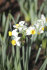 Нарцисс Каналикулатус (Narcissus Canaliculatis), 10 шт (разбор 10/12)