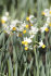 Нарцисс Каналикулатус (Narcissus Canaliculatis), 10 шт (разбор 10/12)