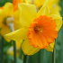 Нарцисс Лавдей (Narcissus Loveday), 3 шт (разбор 12/14)