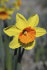 Нарцисс Лавдей (Narcissus Loveday), 3 шт (разбор 12/14)