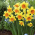 Нарцисс Лавдей (Narcissus Loveday), 3 шт (разбор 12/14)