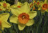 Нарцисс Лавдей (Narcissus Loveday), 3 шт (разбор 12/14)