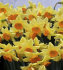 Нарцисс Лавдей (Narcissus Loveday), 3 шт (разбор 12/14)