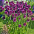 Аллиум Сфаероцефалон (Allium sphaerocephalon), 25 шт (разбор 6/7)