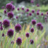 Аллиум Сфаероцефалон (Allium sphaerocephalon), 25 шт (разбор 6/7)