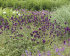 Аллиум Сфаероцефалон (Allium sphaerocephalon), 25 шт (разбор 6/7)