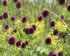 Аллиум Сфаероцефалон (Allium sphaerocephalon), 25 шт (разбор 6/7)