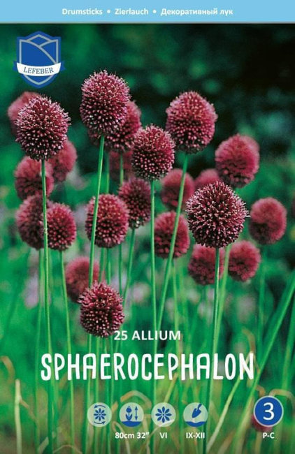 Аллиум Сфаероцефалон (Allium sphaerocephalon), 25 шт (разбор 6/7)