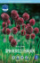 Аллиум Сфаероцефалон (Allium sphaerocephalon), 25 шт (разбор 6/7)