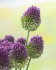 Аллиум Сфаероцефалон (Allium sphaerocephalon), 25 шт (разбор 6/7)