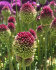 Аллиум Сфаероцефалон (Allium sphaerocephalon), 25 шт (разбор 6/7)