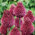 Аллиум Сфаероцефалон (Allium sphaerocephalon), 25 шт (разбор 6/7)