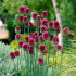 Аллиум Сфаероцефалон (Allium sphaerocephalon), 25 шт (разбор 6/7)