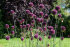 Аллиум Сфаероцефалон (Allium sphaerocephalon), 25 шт (разбор 6/7)