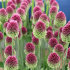 Аллиум Сфаероцефалон (Allium sphaerocephalon), 25 шт (разбор 6/7)
