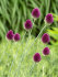 Аллиум Сфаероцефалон (Allium sphaerocephalon), 25 шт (разбор 6/7)