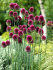 Аллиум Сфаероцефалон (Allium sphaerocephalon), 25 шт (разбор 6/7)