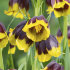 Рябчик Михайловского (Fritillaria michailovskyi), 10 шт (разбор 5/6)