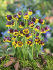 Рябчик Михайловского (Fritillaria michailovskyi), 10 шт (разбор 5/6)
