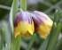 Рябчик Михайловского (Fritillaria michailovskyi), 10 шт (разбор 5/6)