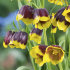 Рябчик Михайловского (Fritillaria michailovskyi), 10 шт (разбор 5/6)