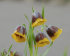 Рябчик Михайловского (Fritillaria michailovskyi), 10 шт (разбор 5/6)