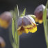Рябчик Михайловского (Fritillaria michailovskyi), 10 шт (разбор 5/6)
