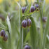 Рябчик Михайловского (Fritillaria michailovskyi), 10 шт (разбор 5/6)