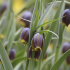 Рябчик Михайловского (Fritillaria michailovskyi), 10 шт (разбор 5/6)