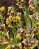Рябчик Михайловского (Fritillaria michailovskyi), 10 шт (разбор 5/6)