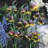 Рябчик Михайловского (Fritillaria michailovskyi), 10 шт (разбор 5/6)