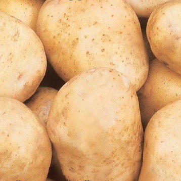 Картофель Баллада (семена)
