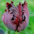 Тюльпан Блек Пэррот (Tulipa Black Parrot), 10 шт (разбор 12/14)