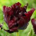Тюльпан Блек Пэррот (Tulipa Black Parrot), 10 шт (разбор 12/14)
