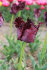 Тюльпан Блек Пэррот (Tulipa Black Parrot), 10 шт (разбор 12/14)