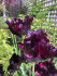 Тюльпан Блек Пэррот (Tulipa Black Parrot), 10 шт (разбор 12/14)