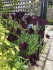 Тюльпан Блек Пэррот (Tulipa Black Parrot), 10 шт (разбор 12/14)