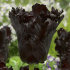Тюльпан Блек Пэррот (Tulipa Black Parrot), 10 шт (разбор 12/14)