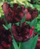 Тюльпан Блек Пэррот (Tulipa Black Parrot), 10 шт (разбор 12/14)