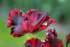 Тюльпан Блек Пэррот (Tulipa Black Parrot), 10 шт (разбор 12/14)