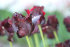Тюльпан Блек Пэррот (Tulipa Black Parrot), 10 шт (разбор 12/14)