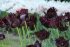 Тюльпан Блек Пэррот (Tulipa Black Parrot), 10 шт (разбор 12/14)