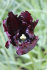 Тюльпан Блек Пэррот (Tulipa Black Parrot), 10 шт (разбор 12/14)