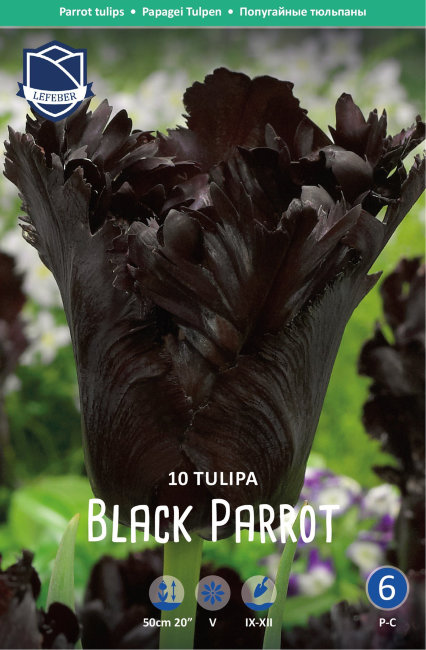 Тюльпан Блек Пэррот (Tulipa Black Parrot), 10 шт (разбор 12/14)
