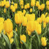 Тюльпан Йеллоу Триумф (Tulipa Yellow Triumph), 25 шт (разбор 11/12)