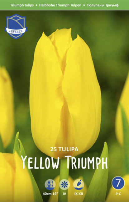 Тюльпан Йеллоу Триумф (Tulipa Yellow Triumph), 25 шт (разбор 11/12)