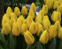 Тюльпан Йеллоу Триумф (Tulipa Yellow Triumph), 25 шт (разбор 11/12)