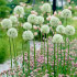 Аллиум Маунт Эверест (Allium Mount Everest), 1 шт (разбор 20/22)