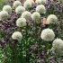 Аллиум Маунт Эверест (Allium Mount Everest), 1 шт (разбор 20/22)