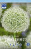 Аллиум Маунт Эверест (Allium Mount Everest), 1 шт (разбор 20/22)